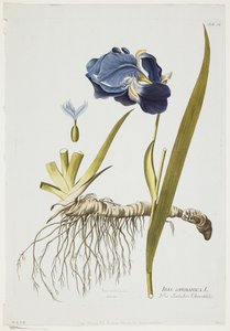 植物の薬用植物、1788-1812年のアイコンからのドイツのアイリス（手塗りの彫刻） 作： Joseph Jacob Plenck